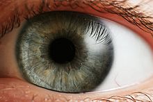 Глаз превращает фотоны в нервные импульсы: зрительная кора головного мозга превращает импульсы в информацию, с которой мозг может справиться. Субъективно, мы чувствуем, что видим мир "напрямую". На самом деле, мозг построил то, что мы видим по данным, переданным ему глазами.