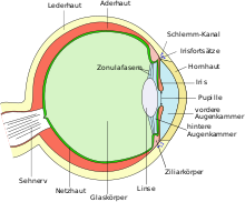 Schematic longitudinal section through the human eye
