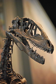 Deinonychus skull in the Field Museum of Natural History