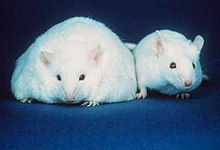 De zwaarlijvige muis links heeft veel vetweefsel. Bij veel dieren wordt vetweefsel gebruikt om energie op te slaan. Ter vergelijking ziet u rechts een muis met een normale hoeveelheid vetweefsel.  