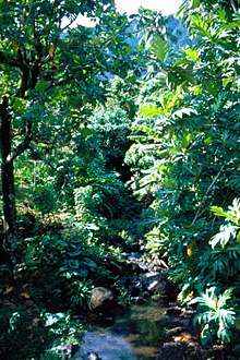 Floresta tropical em Fatu Hiva