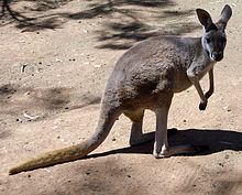 Weibliches rotes Känguru
