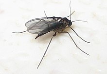 Samička černého houbového komára  