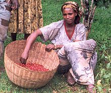 Coffee harvest in Ethiopia