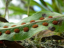 Sporangien auf der Blattunterseite eines Farnkrauts