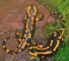 Salamandra de fuego - forma de color naranja, rara  