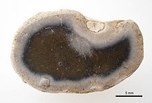sawn open, small flint nodule with clearly pronounced lighter bark