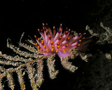 Flabellina pedata , nudibranch z Východního Timoru  