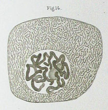 Disegno di un Chironomus (moscerino) cellula della ghiandola salivaria pubblicato da Walther Flemming nel 1882. Il nucleo contiene cromosomi politenici come quelli della Drosophila.