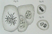 Cell division stages in the cornea of the eye. Probably the oldest representation of human chromosomes. Walther Flemming, 1882.