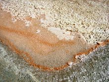 Dunaliella salina em sal marinho, um exemplo de um halófilo