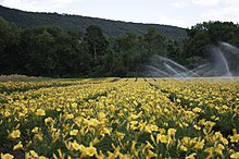 Een boerderij waar bloemen worden gekweekt voor commerciële doeleinden.  