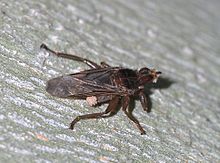 Mitter transporteras på en fluga (Pseudolynchia canariensis)