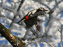 Great spotted woodpecker ♀ in flight