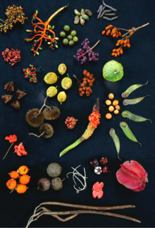 Various fruits from the rainforest of Panama