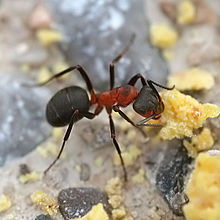 L'acido formico prende il nome dalle formiche che lo usano per l'attacco e la difesa