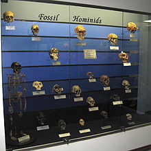 オクラホマシティのオステオロジー博物館で展示されているホミニドの化石