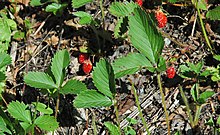 Scarlet strawberry (Fragaria virginiana)