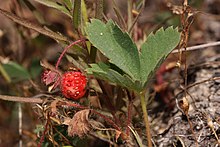 Scarlet strawberry (Fragaria virginiana ssp. platypetala)