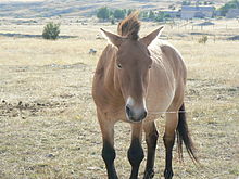A short standing-mane is characteristic for the Przewalski horse