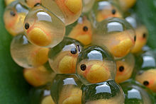 Alguns anfíbios põem ovos que são muito claros. Isto torna mais fácil ver um girino crescer dentro de seu ovo.