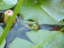 ほとんどのカエルは水生植物の近くに隠れて水の中で時間を過ごすのが好きです。