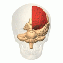 Rotationally animated model of a human brain (without right cerebrum; frontal lobe marked in red).