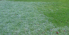 MannaはHoarfrostに匹敵する大きさと説明されている。芝生の上に置かれた霜柱。