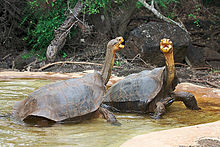 Galápagos schildpad  