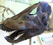 Karşılaştırma için Diplodocus kafatası