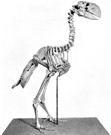 Gastornis skelet