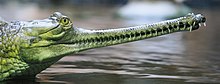 Um gharial indiano, mostrando a mesma forma interligada de pontas de focinho de espinossauro