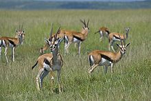 Western Thomson's gazelle (Eudorcas nasalis) in Masai Mara, Kenya