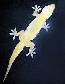 Geckos kan aan wanden en plafonds blijven hangen door de krachten van van der Waals.