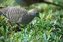 斑马鸽已被广泛引入世界各地