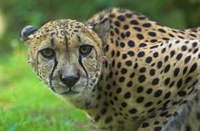 En gepardens ansikte  
