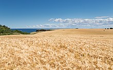 Cereal fields at the Baltic Sea near Boltenhagen