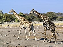 Southern giraffe (Giraffa giraffa)