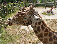 A evolução do pescoço de uma girafa é freqüentemente usada como exemplo nas explicações do Lamarckismo.