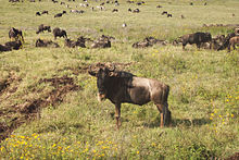 Africa is known for its large herds of wild animals, here wildebeest