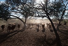Typical cattle farm near Gobabis, Namibia (2017)
