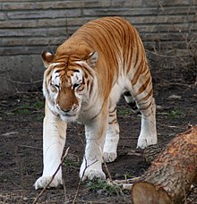 Tiger with missing stripe pigment