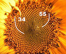 Sunflower with 34 and 55 Fibonacci spirals