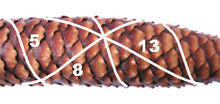 Spruce cones with 5, 8 and 13 Fibonacci spirals
