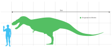 Gorgosaurus in size comparison with a human being