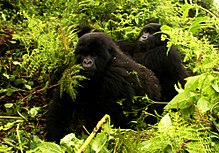 Mountain gorillas in Virunga National Park