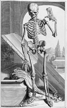 Illustration of the human skeleton by Gerard de Lairesse in Govard Bidloo's Ontleding des menschlyken lichaams of 1685. The vanitas symbols coffin and hourglass still justify the subject.