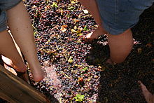 La gente aplasta las uvas con los pies descalzos.  
