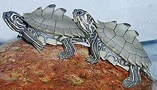 Black-knobbed humpback turtle with characteristic expression of the vertebral shields