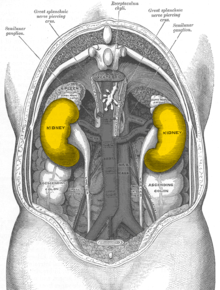 Position of the kidneys, seen from behind. The color is symbolic and does not correspond to reality.
